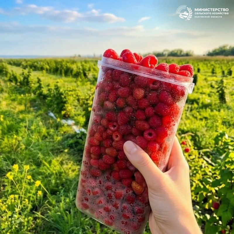 Участник проекта «Сельское лето»: семейный праздник сбора малины