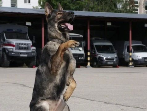 В День фронтовой собаки калужанам рассказали о четвероногих защитниках