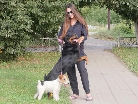 Акция в поддержку бездомных животных прошла в Людинове