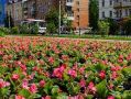 Более 232 тысяч цветов украшают улицы Калуги