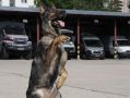 В День фронтовой собаки калужанам рассказали о четвероногих защитниках