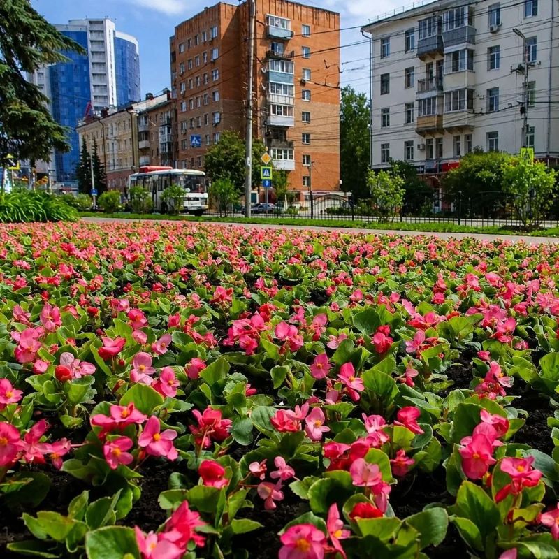 232 468 цветов. В этом сезоне в Калуге было высажено 232 468 цветов. Сорта на городских клумбах – виола, бархатцы, сурфиния, бегония, агератум, цинерария, декоративная капуста, колеус и сальвия 232 468 цветов. В этом сезоне в Калуге было высажено 232 468 цветов. Сорта на городских клумбах – виола, бархатцы, сурфиния, бегония, агератум, цинерария, декоративная капуста, колеус и сальвия