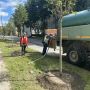 В Калуге на улице Социалистической появится 40 новых лип