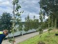 Сезон высадки деревьев продолжается в Калуге