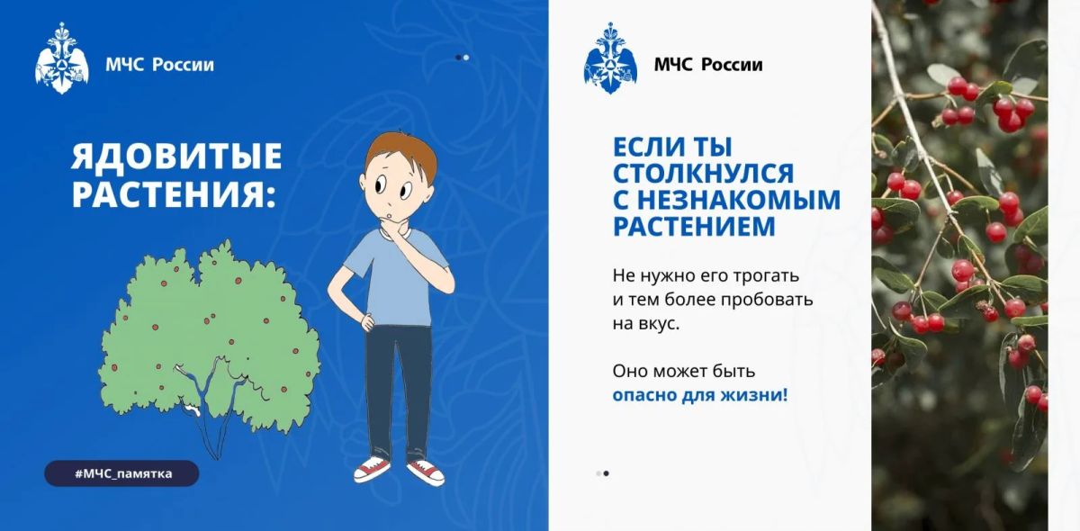 Лесные ягоды: красиво, но не всё съедобно Лесные ягоды: красиво, но не всё съедобно