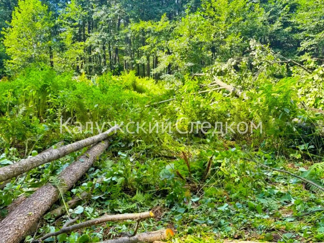 В Людиновском округе погиб электромонтер, очищая ЛЭП от деревьев В Людиновском округе погиб электромонтер, очищая ЛЭП от деревьев