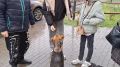 Сегодня предлагаем вам посмотреть конкурсную работу Смоляниной Анны из города Белгород под названием «Доброта в действии - помощь бездомным собакам»