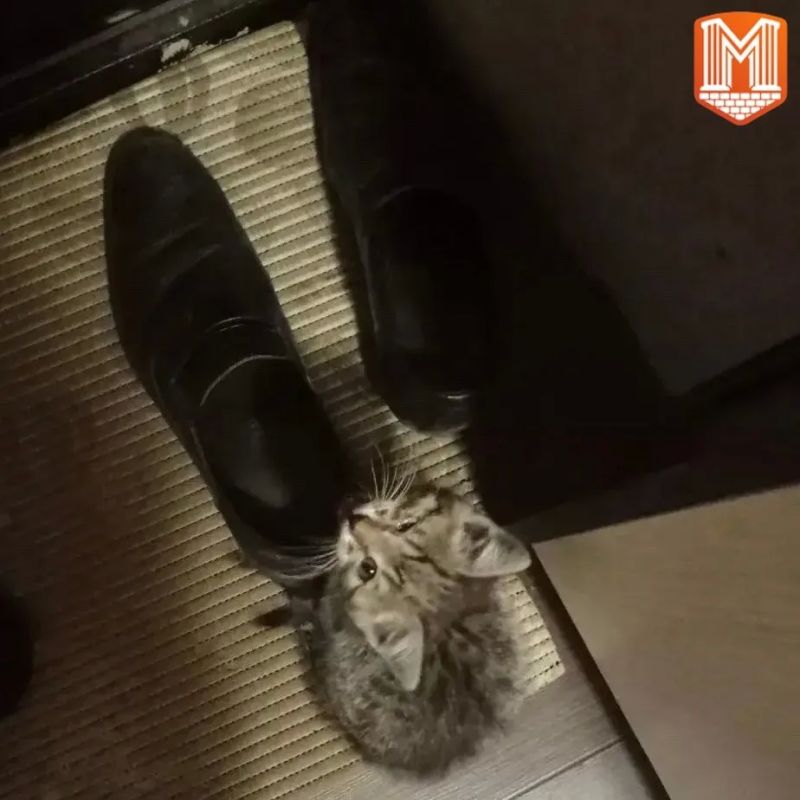 Когда-то этот маленький котёнок жил в подъезде — несколько дней он просидел в небольшой обувной коробке, пока его не заметила наша сотрудница вместе с мужем Когда-то этот маленький котёнок жил в подъезде — несколько дней он просидел в небольшой обувной коробке, пока его не заметила наша сотрудница вместе с мужем