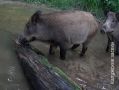 Кабанчик внимательно изучил бревно перед камерой в "Калужских засеках"