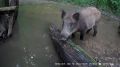 Кабанчики попали на видео в калужском лесу