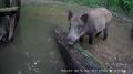 Кабаны попали на видео в калужском лесу