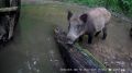 В калужском лесу запечатлели любопытных кабанчиков