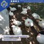 Важное напоминание для владельцев домашней птицы!