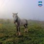 В Калуге продолжаются рейды по безнадзорным животным