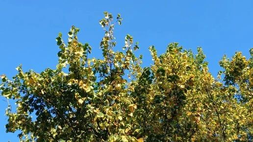 Небо над Калугой опять закрыли