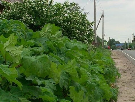 Борщевик удалили в Хвастовичском районе после вмешательства прокуратуры
