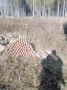 В Калужской области обнаружено более 100 боеприпасов
