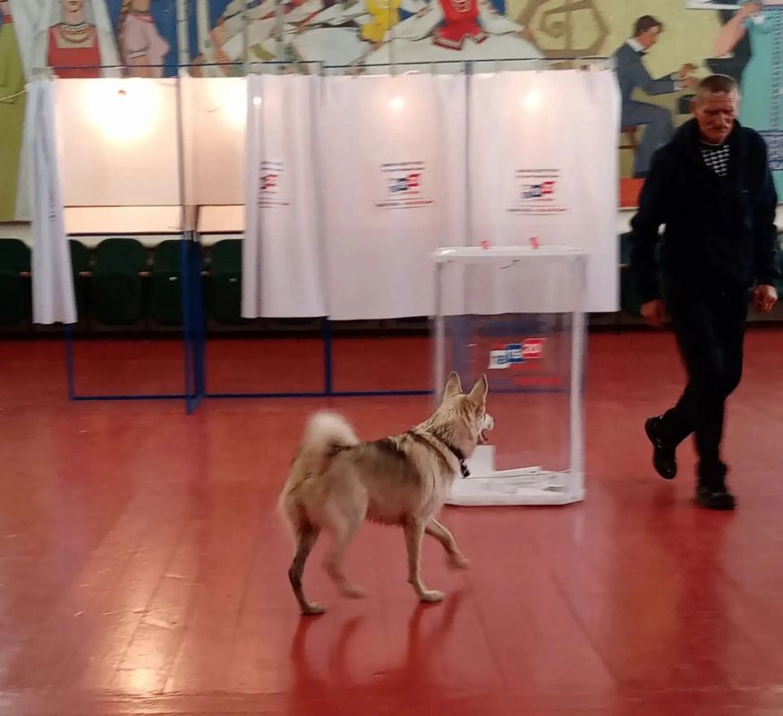С какими еще питомцами приходили избиратели на участки в Калужской области? С какими еще питомцами приходили избиратели на участки в Калужской области?
