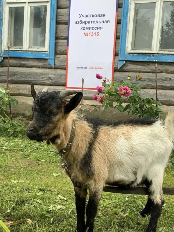 С какими еще питомцами приходили избиратели на участки в Калужской области? С какими еще питомцами приходили избиратели на участки в Калужской области?