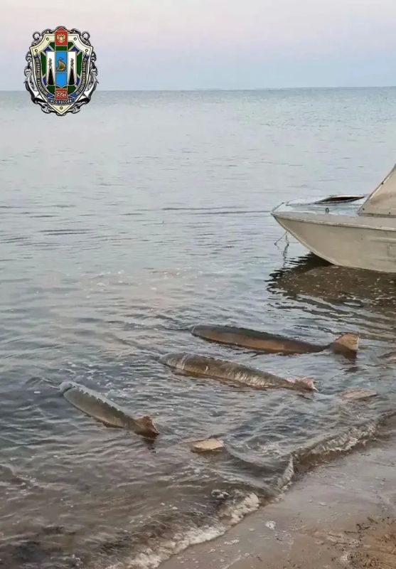 Краснокнижную калугу, пойманную браконьерами, спасли в Охинском районе на Сахалине, сообщили в СУ СК России по области Краснокнижную калугу, пойманную браконьерами, спасли в Охинском районе на Сахалине, сообщили в СУ СК России по области