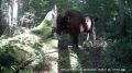 Зубр греется на солнце в калужском лесу