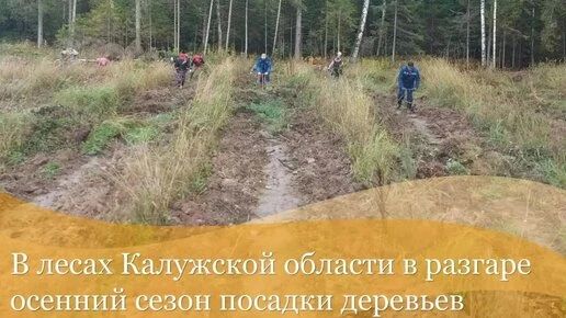 В Калужской области стартовал осенний сезон высадки деревьев