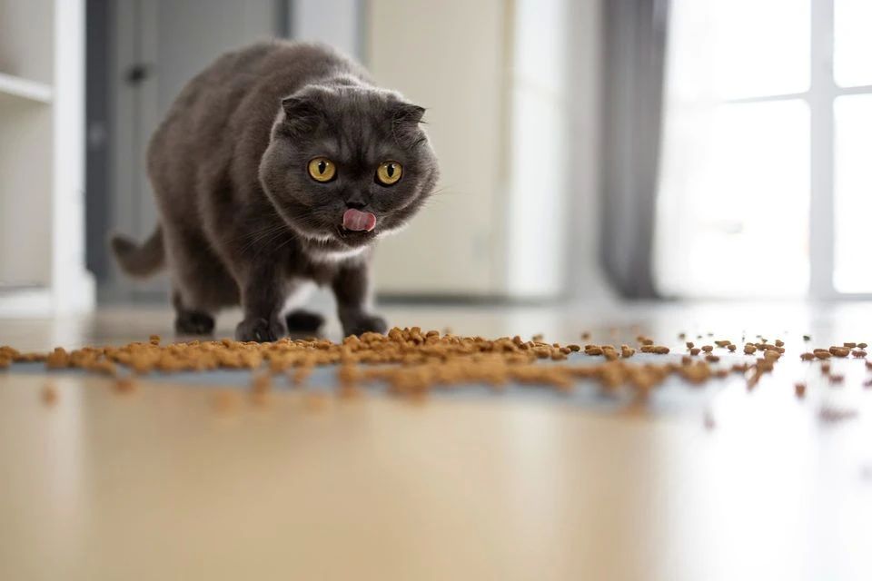 Ограбление века. Кошачий корм, нож и 2 тысячи рублей