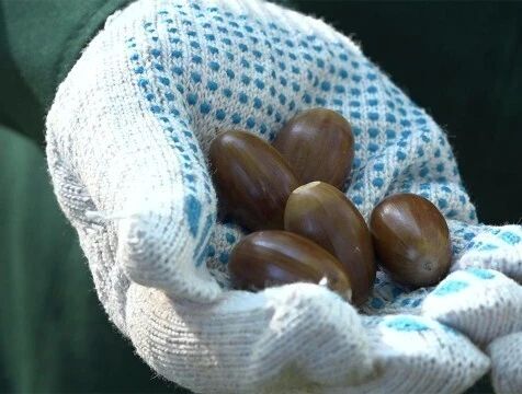 Лесничества Калужской области собрали 500 кг желудей из 690 запланированных