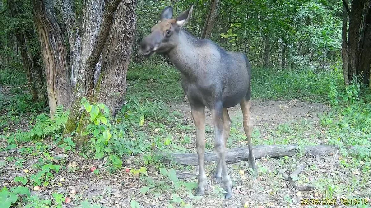 В фотоловушку «Калужских засек» попала лосиха с подросшими лосятами