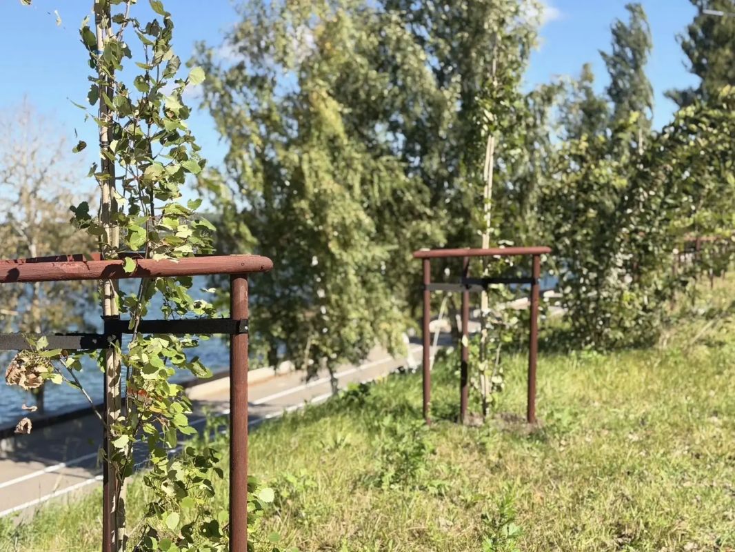 Еще 600 деревьев высадят в Калуге до конца года