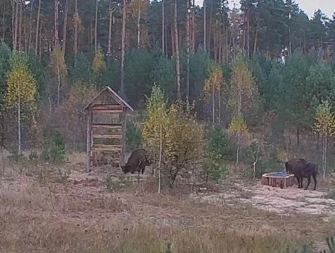 Зубрицы Мущанка и Мурсия попали в эфир нацпарка "Угра" в Калужской области