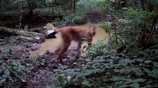 Рысь заметили в калужском лесу