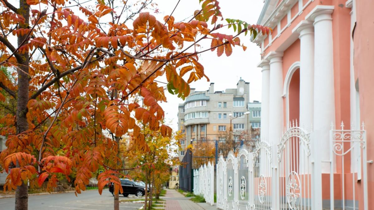 В Калуге с начала года спилили 1,2 тысячи деревьев