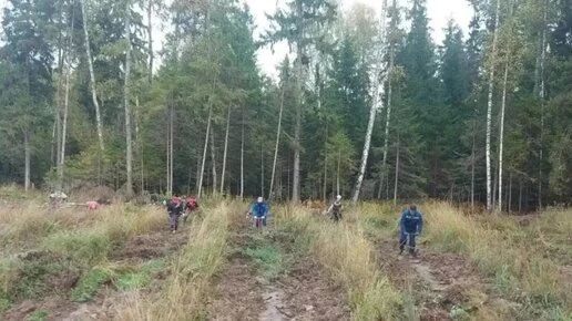 В Калужской области 24 октября пройдёт волонтёрская посадка леса