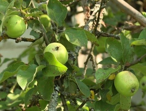 300 га новых садов заложены в Калужской области