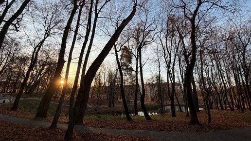 В Обнинске рассказали о состоянии деревьев в Белкинском парке